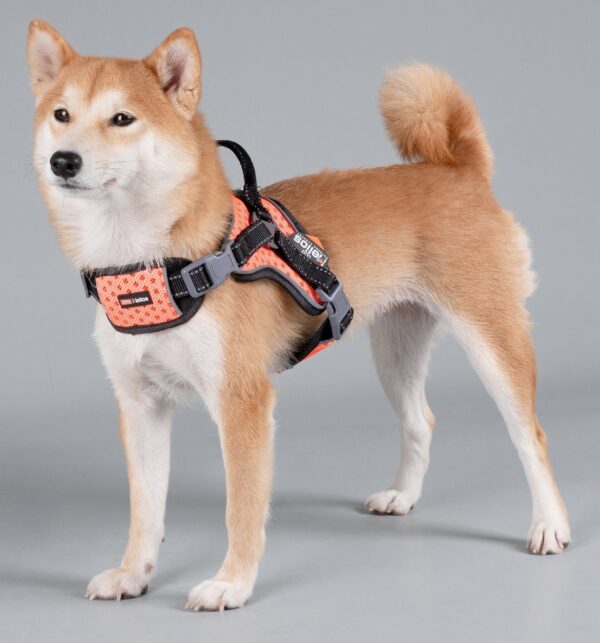 Dog Helios 'Scorpion' Sporty High-Performance Free-Range Dog Harness - Image 12