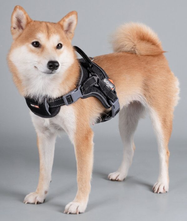Dog Helios 'Scorpion' Sporty High-Performance Free-Range Dog Harness - Image 27