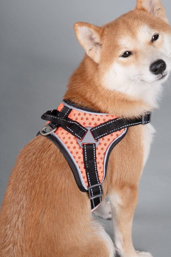 Dog Helios 'Scorpion' Sporty High-Performance Free-Range Dog Harness - Image 38