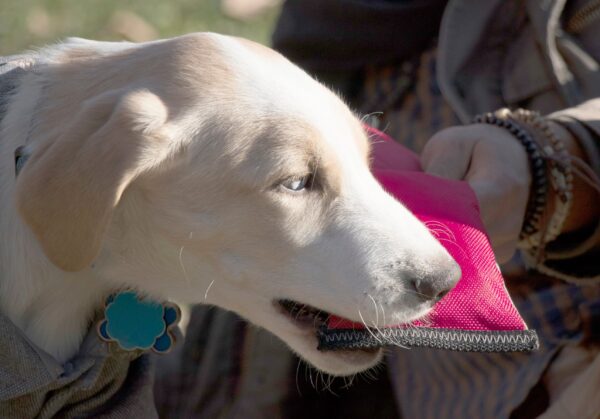 Active-Life Extreme Neoprene Floatation Tug-N-Pull Chew-Tough Dog Toy - Image 6