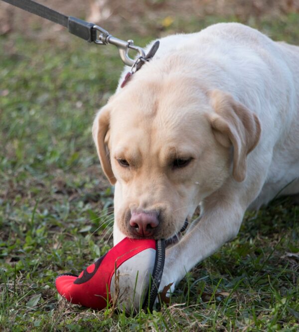 Active-Life Extreme Neoprene Floatation Frisbee Chew-Tough Dog Toy - Image 4