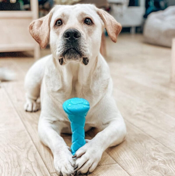 Dog Fetch Toy Outdoor Barbell Dog Toy for Small Medium and Large Breed Dogs Floating Dog Toy Blue Color - Image 7